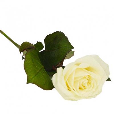 Begravning handblomma med en vit ros - Handblommor - Blommor till begravning